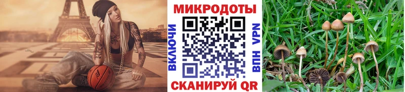 Купить закладки  Стародуб  Псилоцибиновые грибы GOLDEN TEACHER 